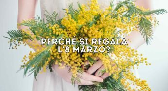 Perché si regala la mimosa l’8 marzo? Il vero motivo non lo conoscono tutti