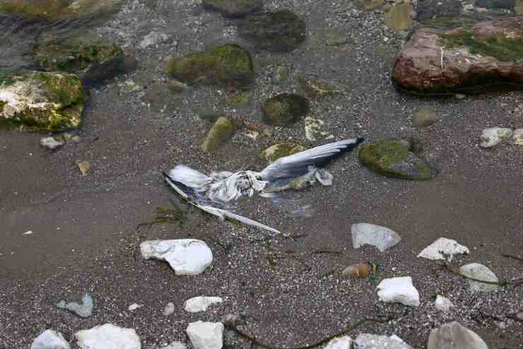 Moria di gabbiani sul Lago di Garda