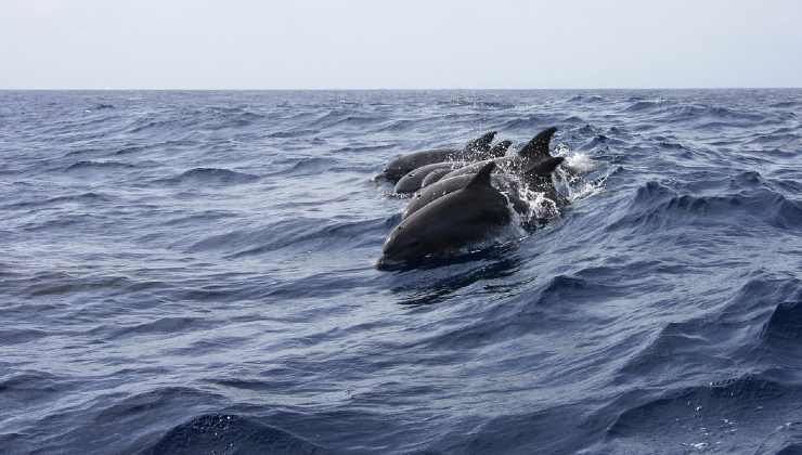 Delfini a Ischia 