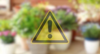 Fiori e piante in condominio, queste sono vietate dalla legge: multa salatissima