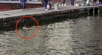 Insolito avvistamento in Italia, è finito in acqua: ecco chi sarebbe il protagonista