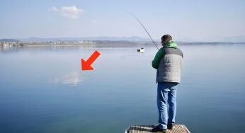 Trovato un nuovo esemplare in acqua: la scoperta spiazza la comunità scientifica