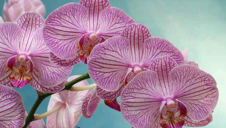 metodo per innaffiare l'orchidea