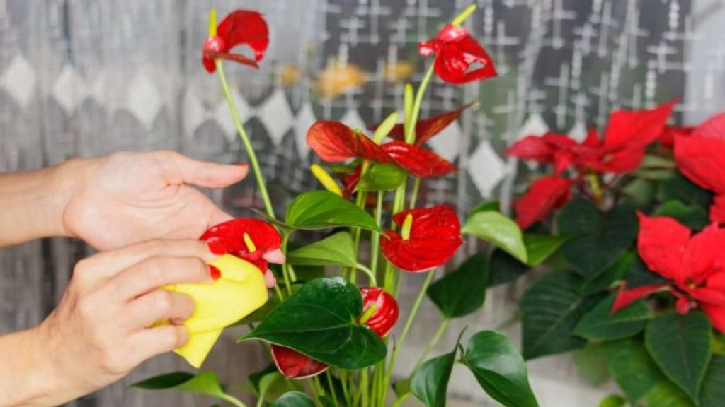 Super flowering anthurium how to grow it in water if you want it lush for years Garden Home