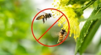 Api e insetti svolazzeranno in 5 minuti con questa bellissima pianta in giardino