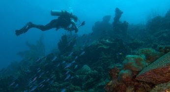 Avvistamento sensazionale avvenuto in mare: sbuca fuori una nuova specie dall’acqua