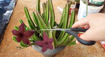 Cactus, purtroppo poche persone erano al corrente di questa tecnica infallibile