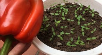 Come coltivare i peperoni a casa: il segreto per avere un’abbondante produzione