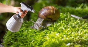 Addio cocciniglie, afidi, lumache e parassiti sulle piante: basta questo prodotto