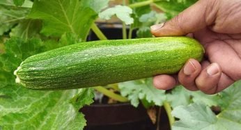 Non interrare mai le zucchine accanto a queste piante: l’errore commesso da tanti