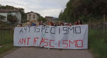 Orsa Jj4, sospeso nuovamente l’abbattimento: le associazioni ambientaliste esultano