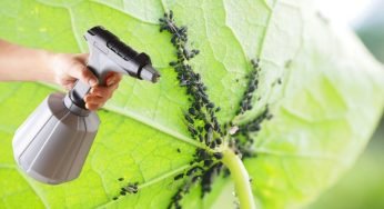 L’insetticida naturale più forte: afidi, bruchi e lumache scompariranno in 1 minuto