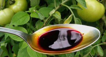 Integratore chiave per tutte le piante: pomodori, zucchine e cetrioli raddoppiati