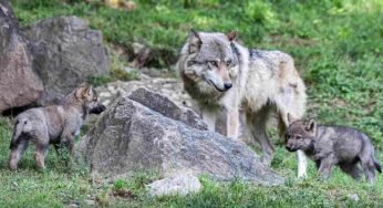 Nel Parco Nazionale d’Abruzzo sono stati avvelenati lupi, grifoni e corvi imperiali