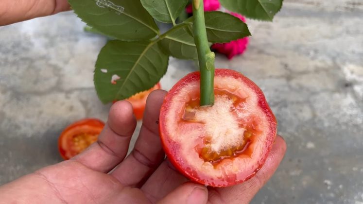 Pianta Una Rosa In Una Fetta Di Pomodoro E Attendi Qualche Minuto Sorprendente