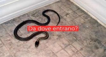 Serpenti in casa, hai capito da dove entrano? Non ci aveva fatto caso quasi nessuno