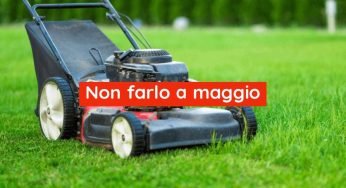 Perché a maggio non dovresti mai falciare il prato: lo sconsigliano i giardinieri