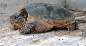 È allarme a Roma Nord per la presenza di tartarughe azzannatrici