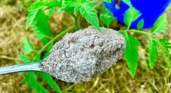 Ce l’hanno quasi tutti in casa ed è una bomba naturale per piante sane e native