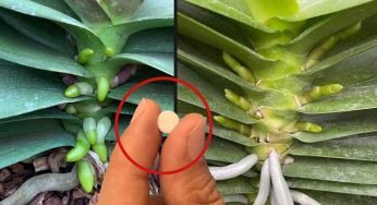 Metti una capsula in qualsiasi pianta: radici e fiori cresceranno per 4 stagioni