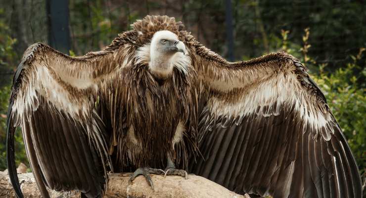 Avvoltoio a rischio estinzione