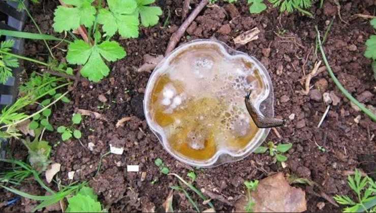 Truco de la cerveza para acabar con los caracoles