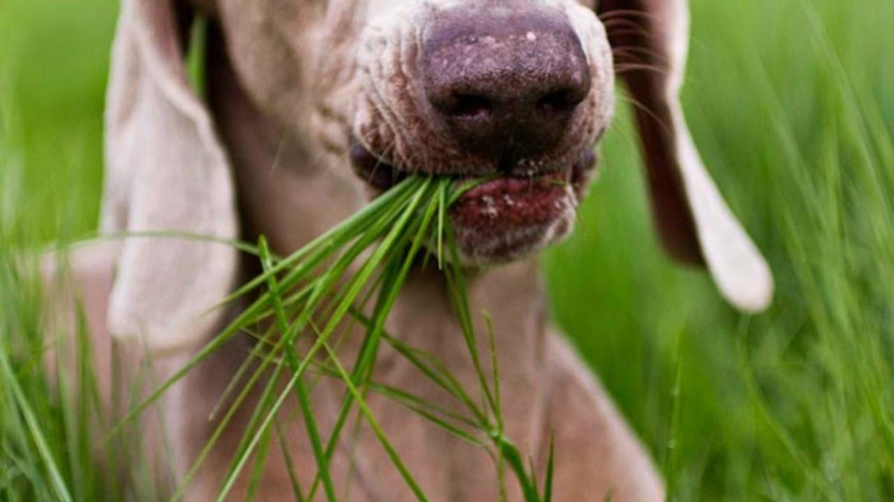 Ecco perché il cane mangia spesso l'erba