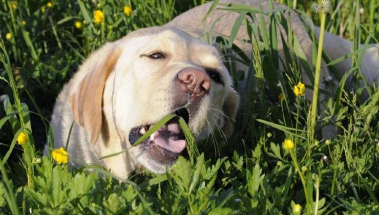 Cane che mangia l'erba