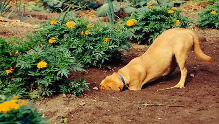 Cane scava in giardino