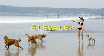 È legale portarsi il cane in spiaggia? Ecco cosa dichiara la legge a tal proposito