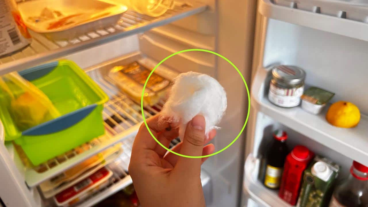 Cotone in frigo