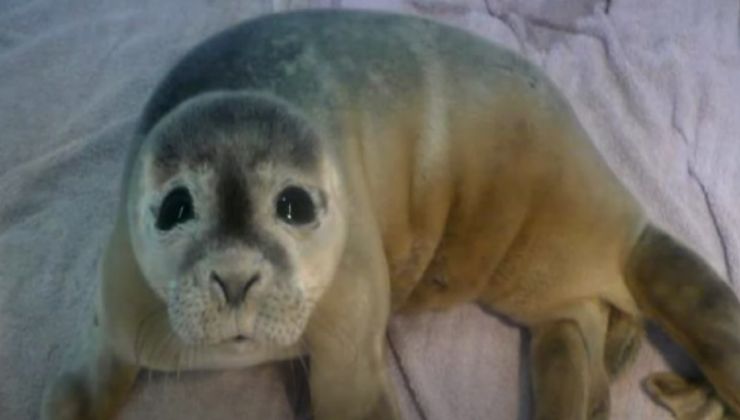 Cucciolo di foca ritrovato da Ian Ellis e dalle mucche