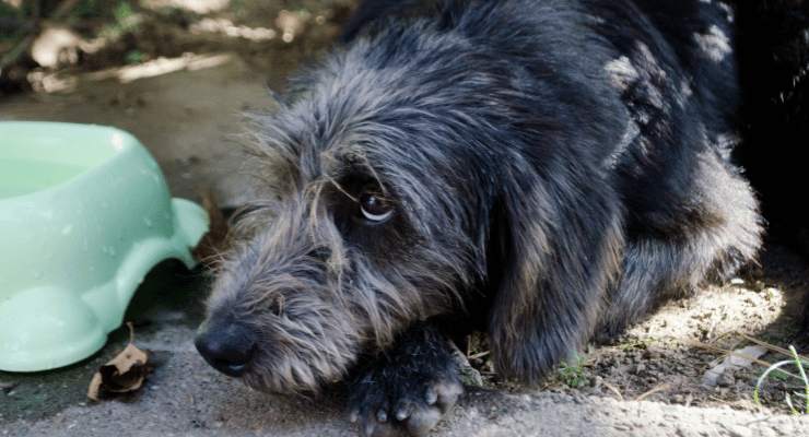 Da lupo a cane abbandonato