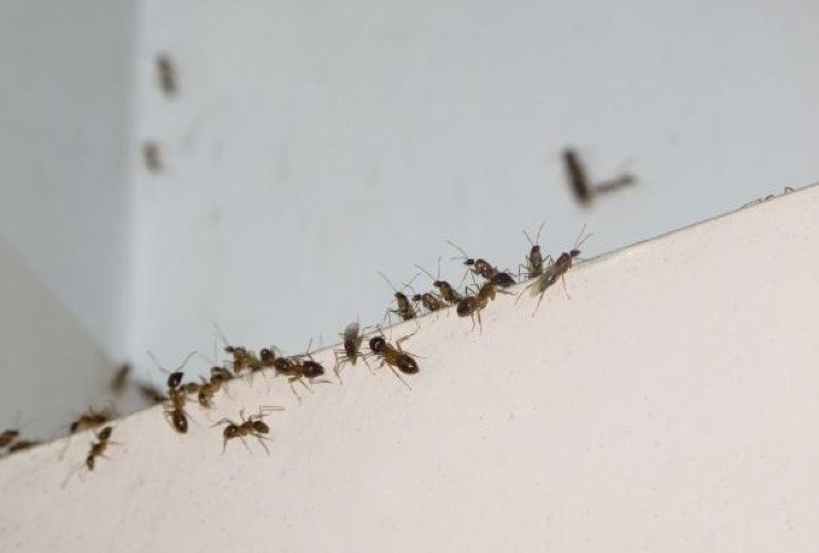 Formiche in casa