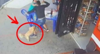 Voleva derubarla, ma il cane fa qualcosa di totalmente inaspettato per salvarla