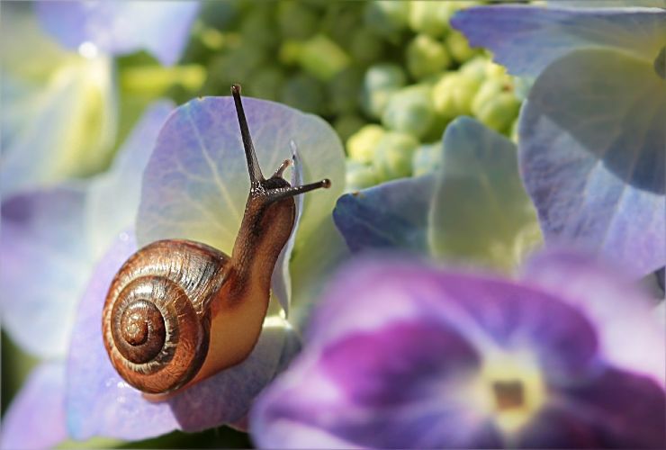 Escargot dans le jardin