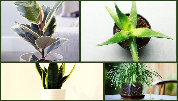 Alcune delle piante che assorbono il calore