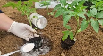 Spargilo sul terreno durante la semina: previene putrefazione di frutta e verdura