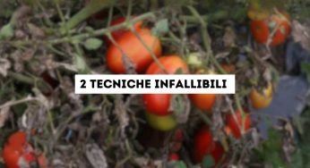 Due semplici tecniche alla portata di tutti per ridurre la peronospora dei pomodori