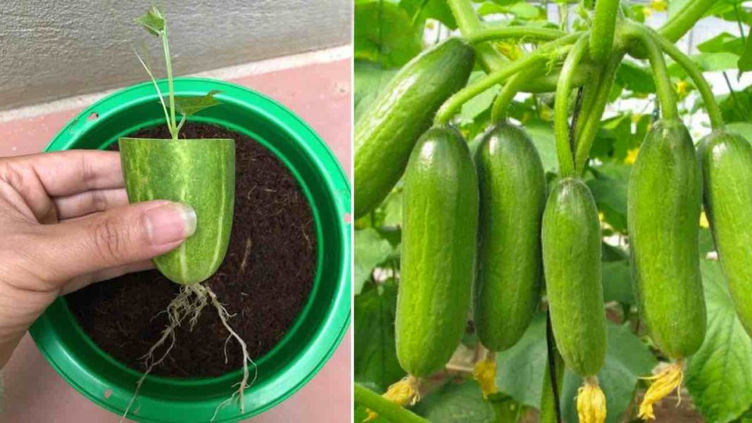 You will be surprised to propagate cucumbers in this way: reproduce ...