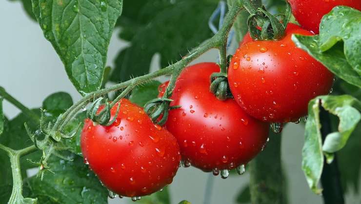 Technique du fil de tomates