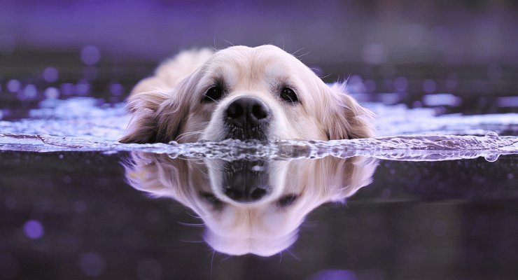 Salva un cane bloccato in acqua
