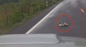 Stava guidando, ma frena bruscamente non appena nota quel dettaglio sulla strada