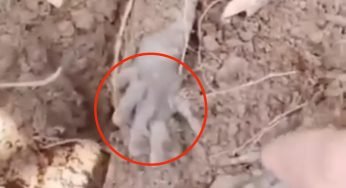 “Seppellito vivo”, cosa sbuca fuori dal terreno: i passanti restano a bocca aperta