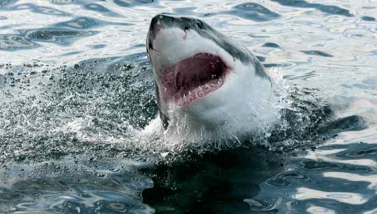 Attacco squalo bianco