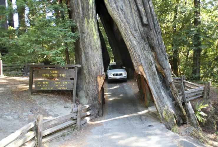 Auto che attraversa la sequoia secolare
