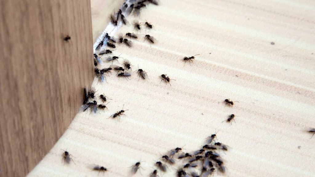 Alertez Les Insectes Dans La Maison Si Vous Remarquez Ce D Tail Elle