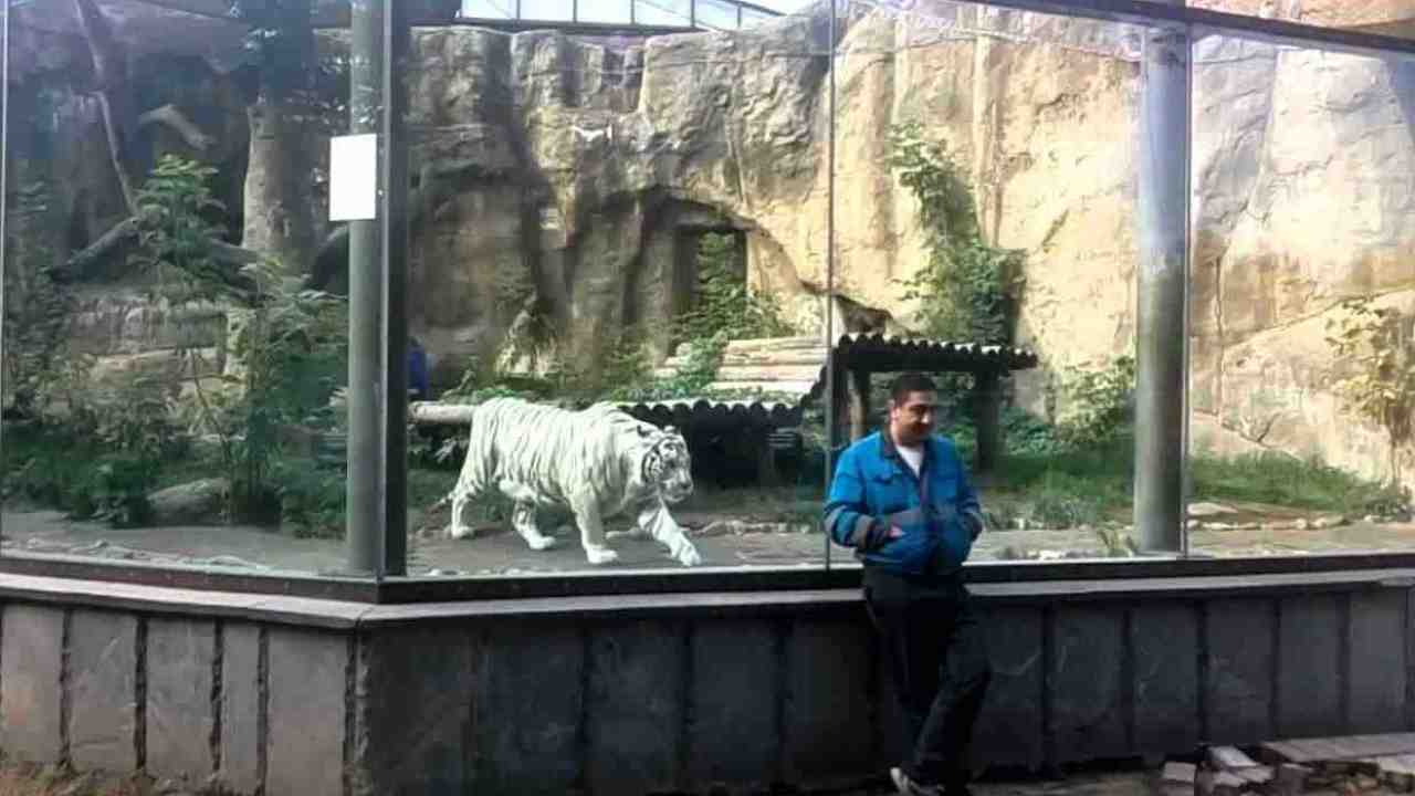 Cosa è accaduto a questo uomo che girovagava per lo zoo