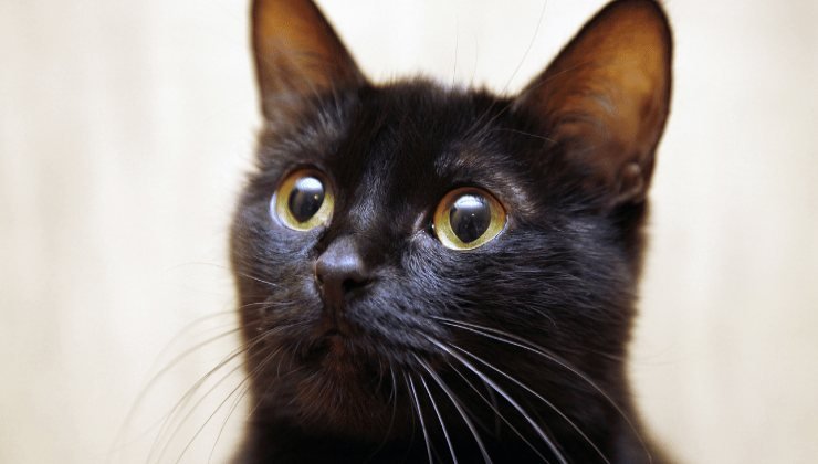 Piccolo gatto nero