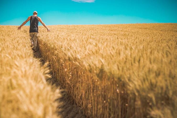 Ragazzo cammina in un campo di grano